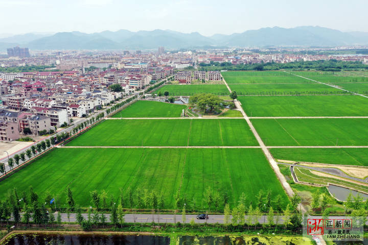 6月8日,东阳市城东街道寀