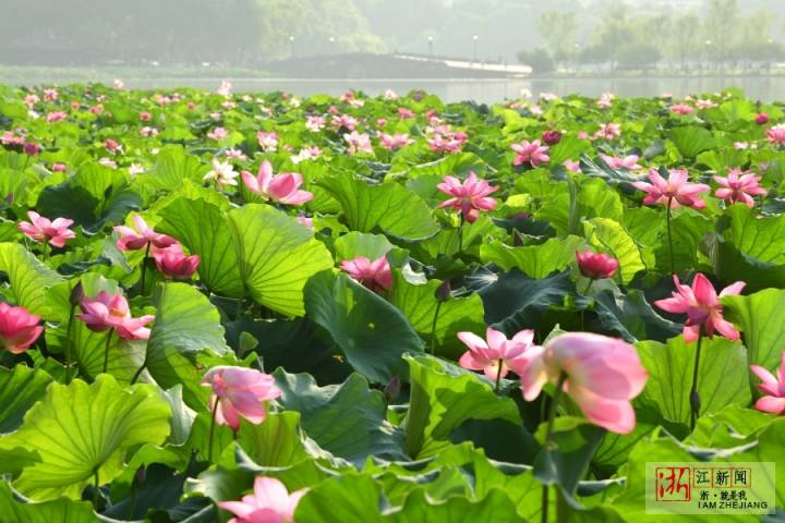 西湖荷花最美时（里尔摄影）6.jpg