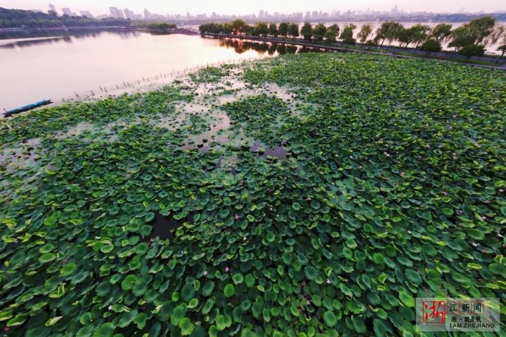 西湖荷花最美时（里尔摄影）1.jpg