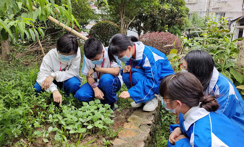 小葫蘆大世界天台縣坦頭中學雙減實踐探幽