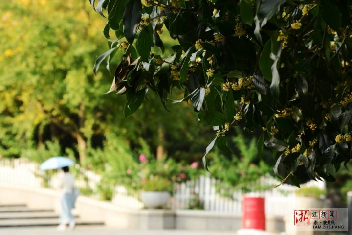 杭州第三波桂花飘香了（里尔摄影）5.jpg