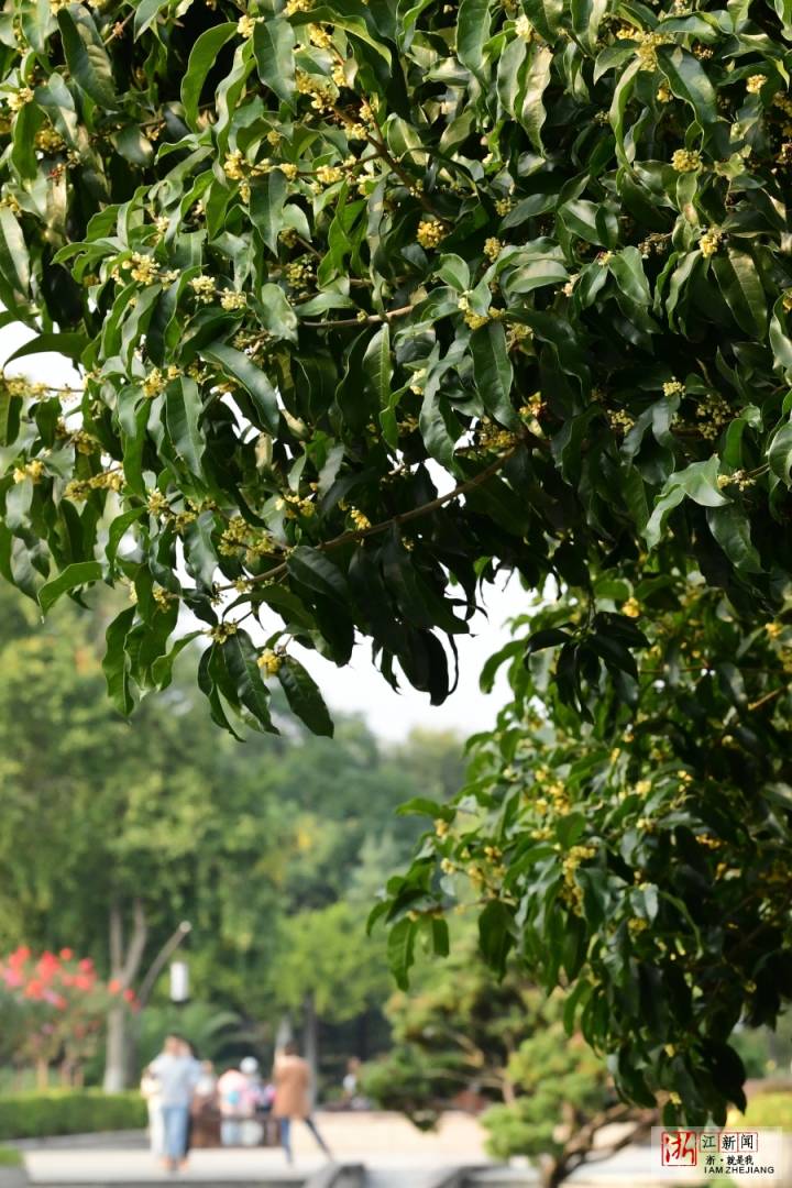 杭州第三波桂花飘香了（里尔摄影）6.jpg