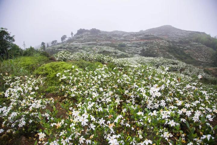 临沂栀子花基地图片