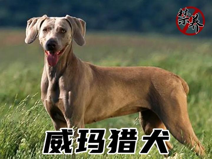 明起舟山市养犬管理条例正式实施你关心的问题都在这里