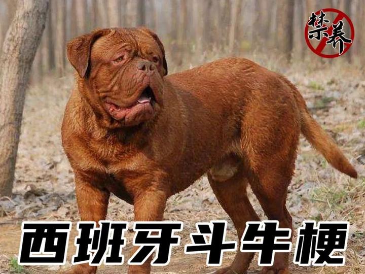 明起舟山市养犬管理条例正式实施你关心的问题都在这里