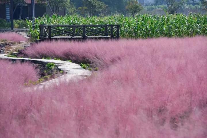 富阳花海蓝田图片