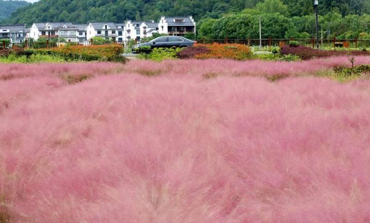 富阳花海蓝田图片