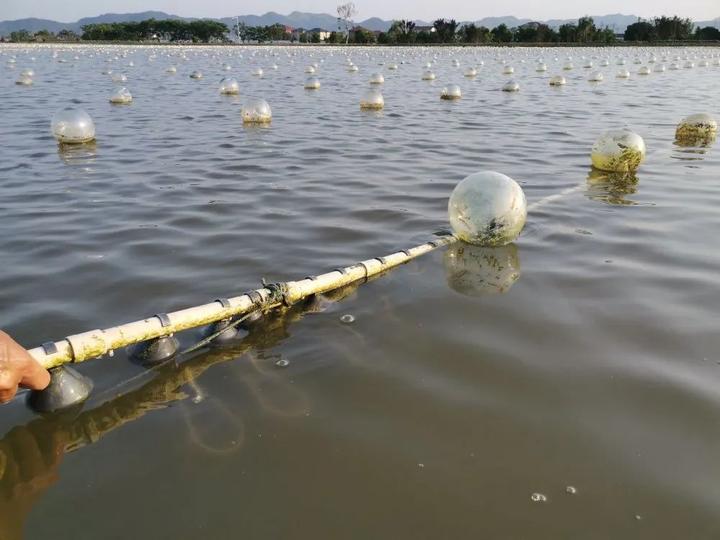 珍珠养殖,环境保护都要抓,诸暨交出这样一份答卷