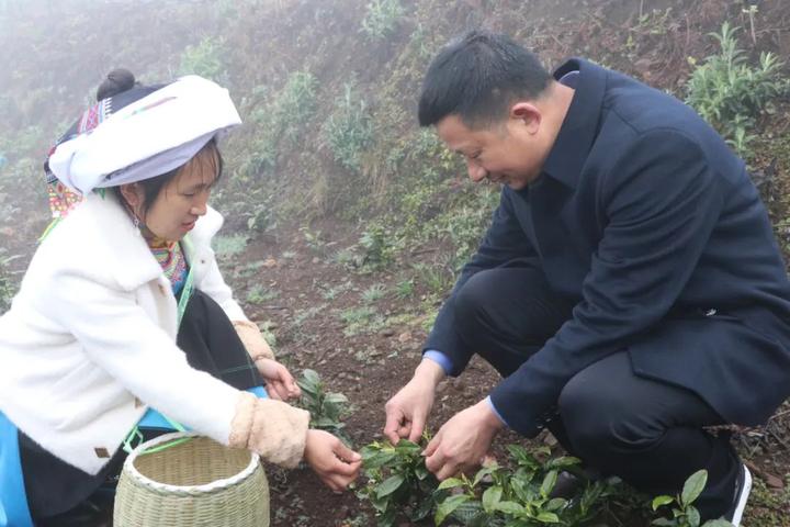 在他的努力下,黄杜村共捐赠茶苗1900万株,实际种植5217亩,茶苗存活率