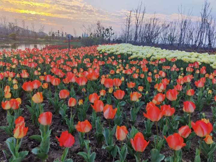 椒江下陈花海图片