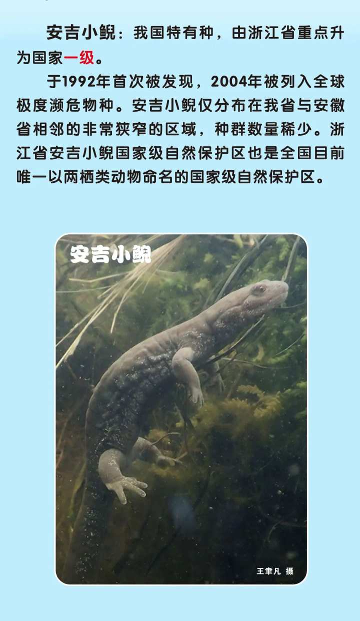 浙江新增一批國家一級二級保護動物你能叫出它們的名字嗎