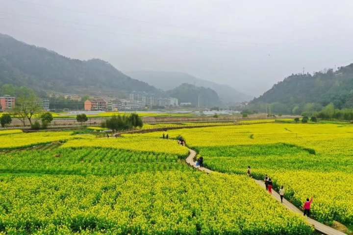 美翻玉壺油菜花海開了閒田晉升網紅打卡地