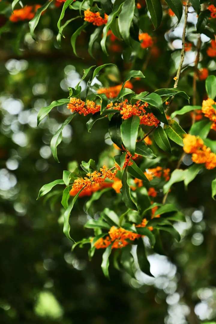 真香寧波賞桂花攻略來啦